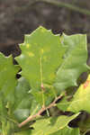 Dwarf live oak